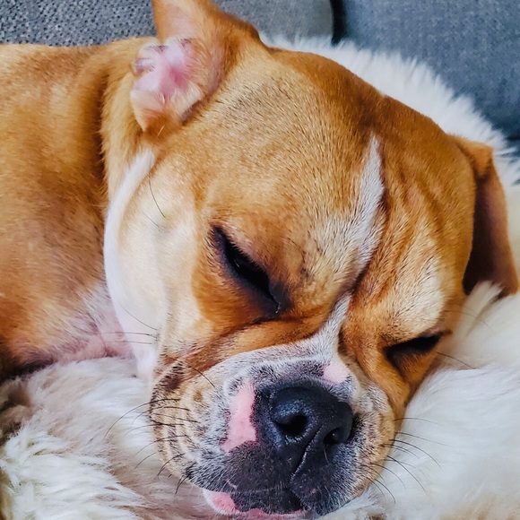 Meet your Posher, Payton - Picture 2 of 2